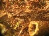 image of Elaphoglossum cremersii