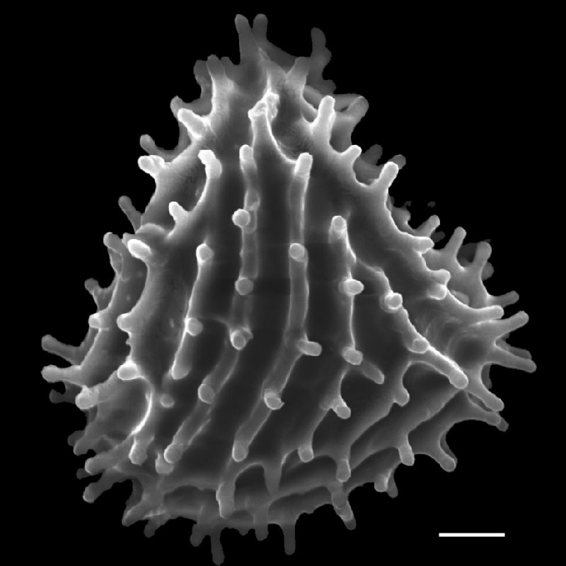 Anemiaceae Anemia aff breuteliana