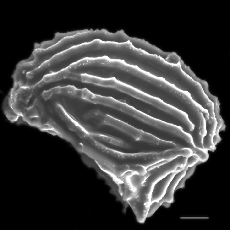 Anemiaceae Anemia aff hirsuta