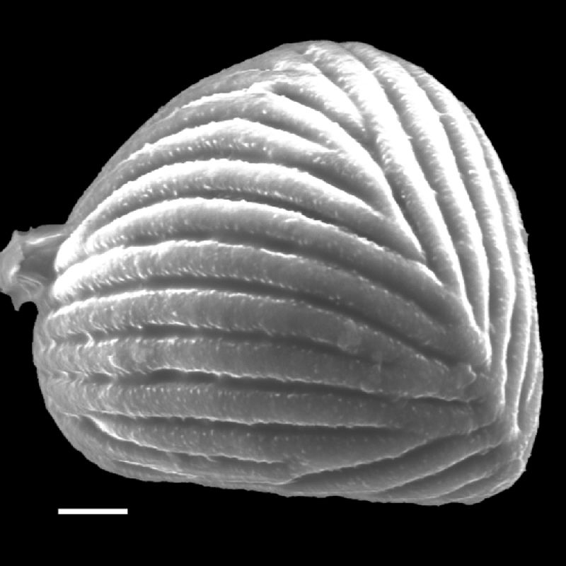 Anemiaceae Anemia aff rutifolia