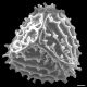 image of Anemia hirta