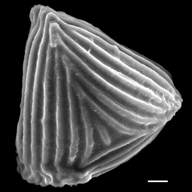 Anemiaceae Anemia cf barbatula