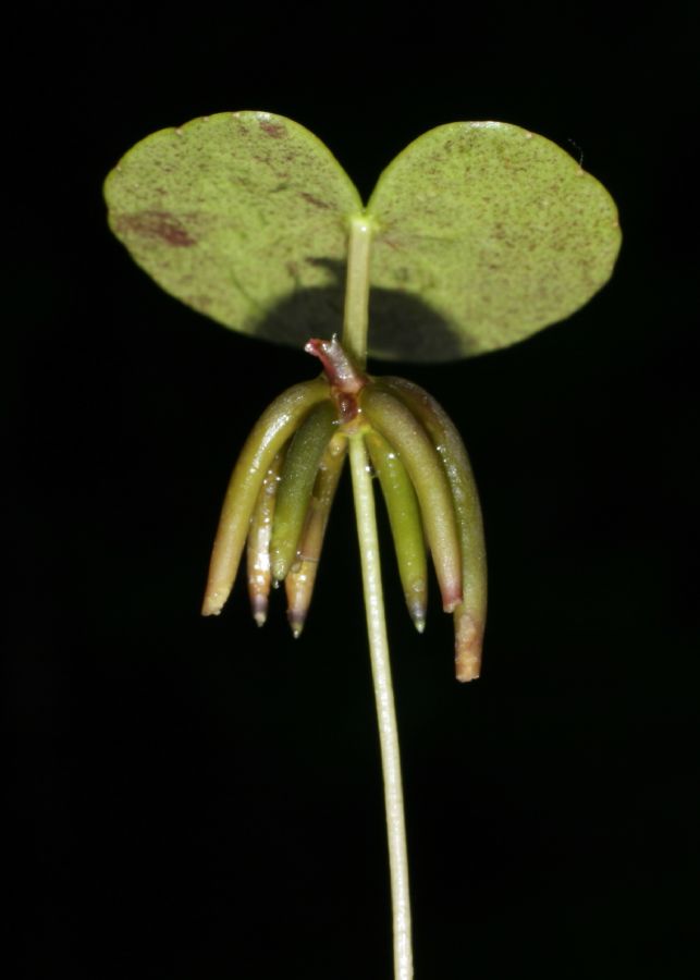 Menyanthaceae Nymphoides cordata