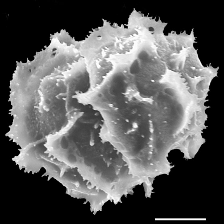 Dryopteridaceae Elaphoglossum biolleyi