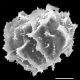 image of Elaphoglossum biolleyi