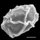 image of Elaphoglossum coriaceum