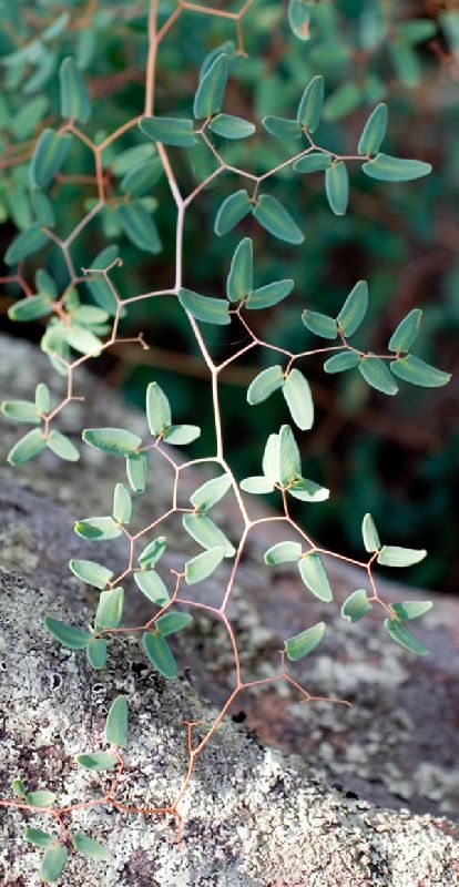 Pteridaceae Pellaea ovata