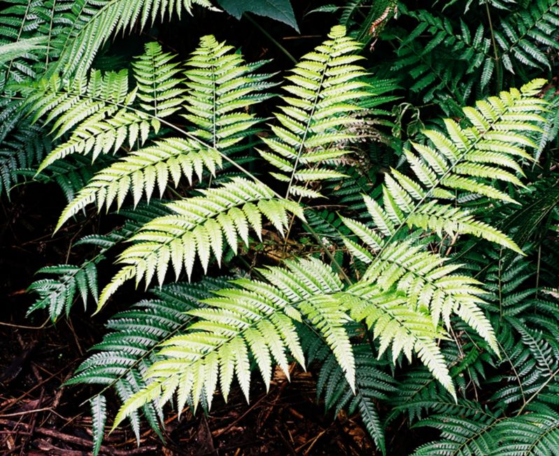 Pteridaceae Pteris deflexa