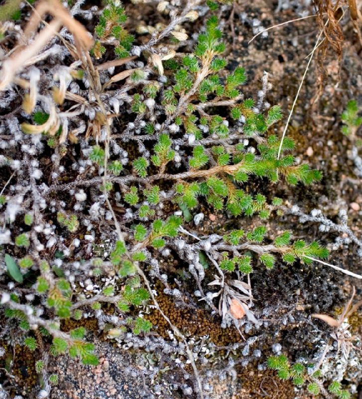 Selaginellaceae Selaginella peruviana