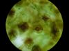 image of Matteuccia struthiopteris