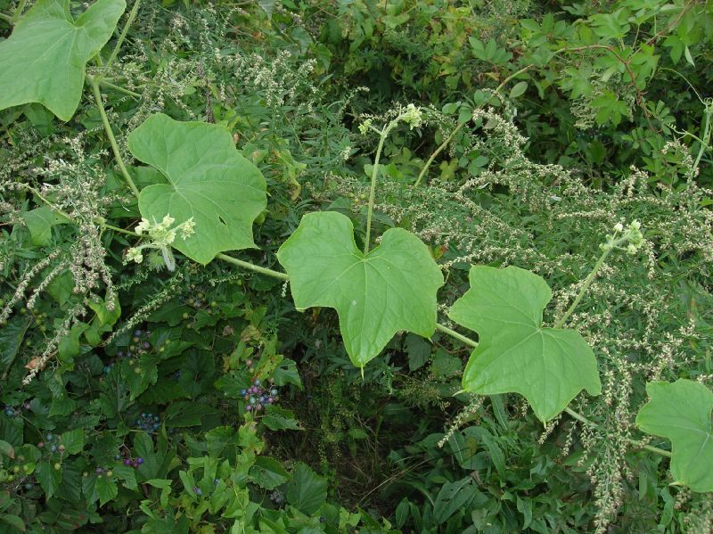 Cucurbitaceae Sicyos 