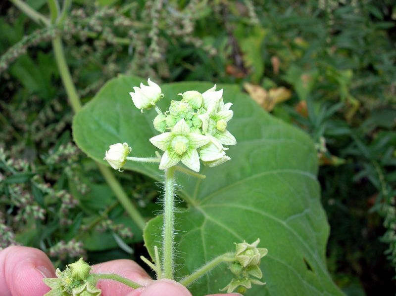 Cucurbitaceae Sicyos 