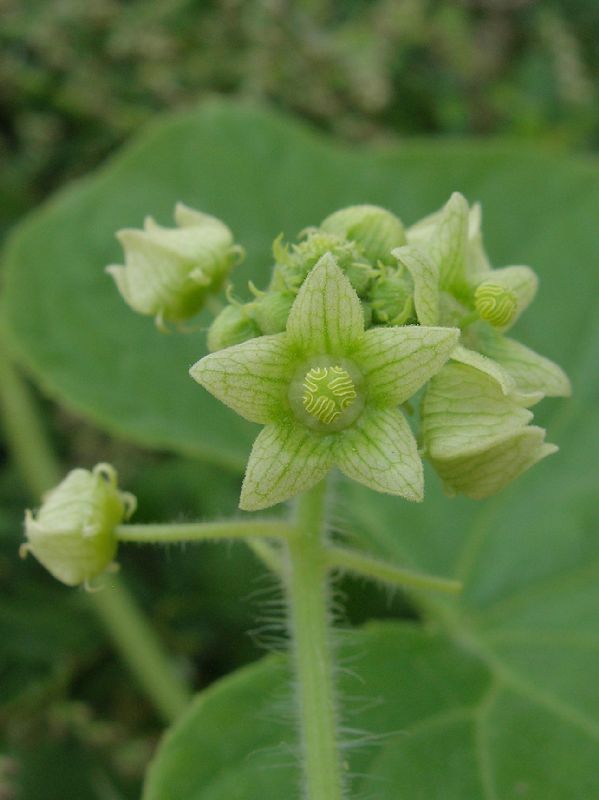 Cucurbitaceae Sicyos 