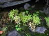 image of Cryptogramma stelleri