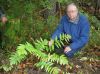 image of Dryopteris mickelii