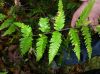 image of Dryopteris mickelii