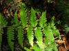 image of Dryopteris mickelii