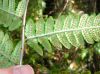 image of Dryopteris mickelii