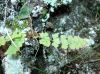 image of Woodsia glabella