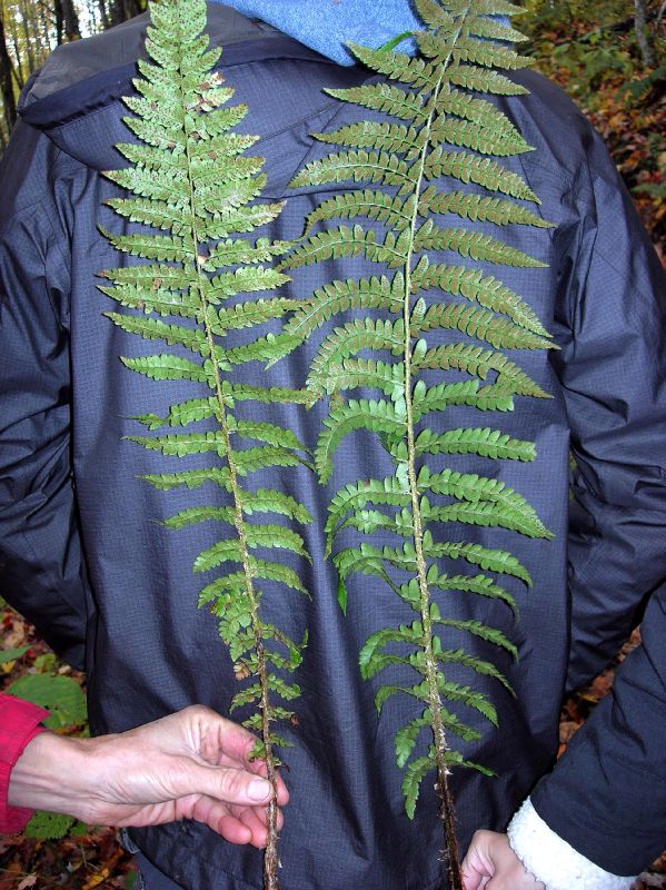 Dryopteridaceae Polystichum potteri