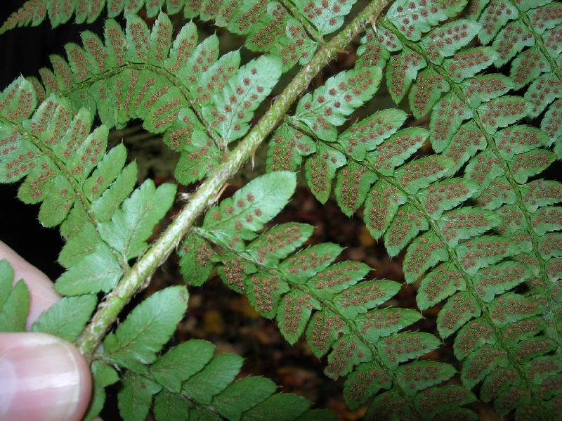 Dryopteridaceae Polystichum potteri