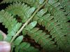 image of Polystichum potteri