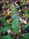 image of Polystichum potteri