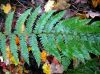 image of Polystichum potteri