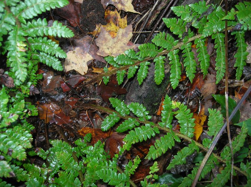 Dryopteridaceae Polystichum braunii