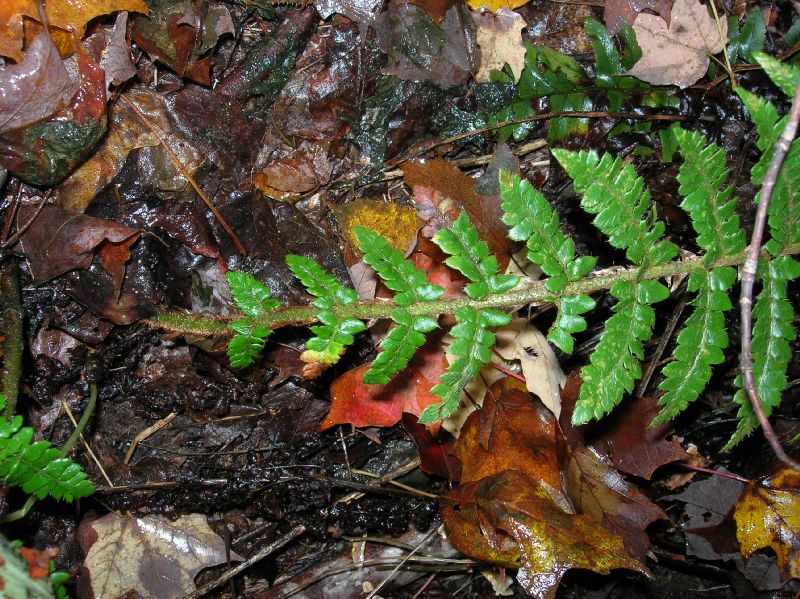 Dryopteridaceae Polystichum braunii