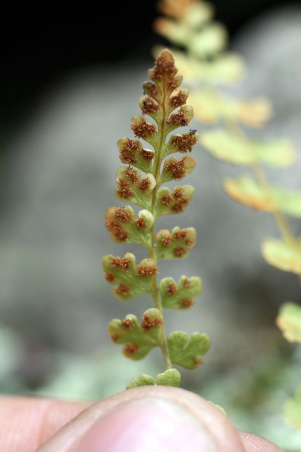 Woodsiaceae Woodsia glabella