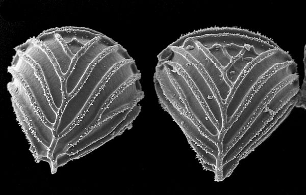 Anemiaceae Anemia familiaris
