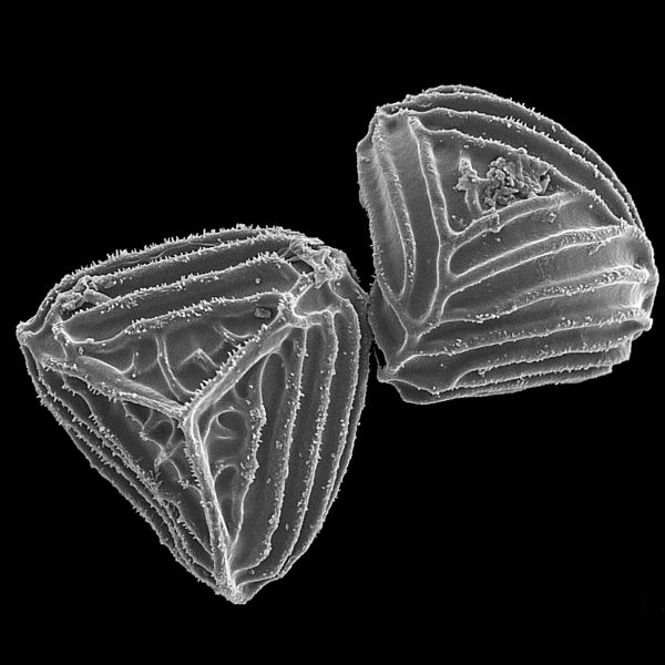 Anemiaceae Anemia familiaris