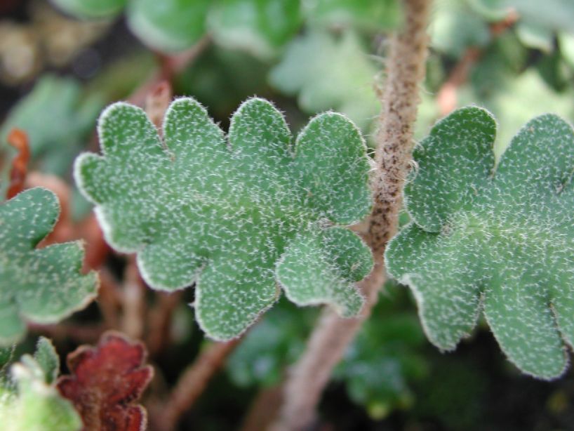 Pteridaceae Astrolepis sinuata