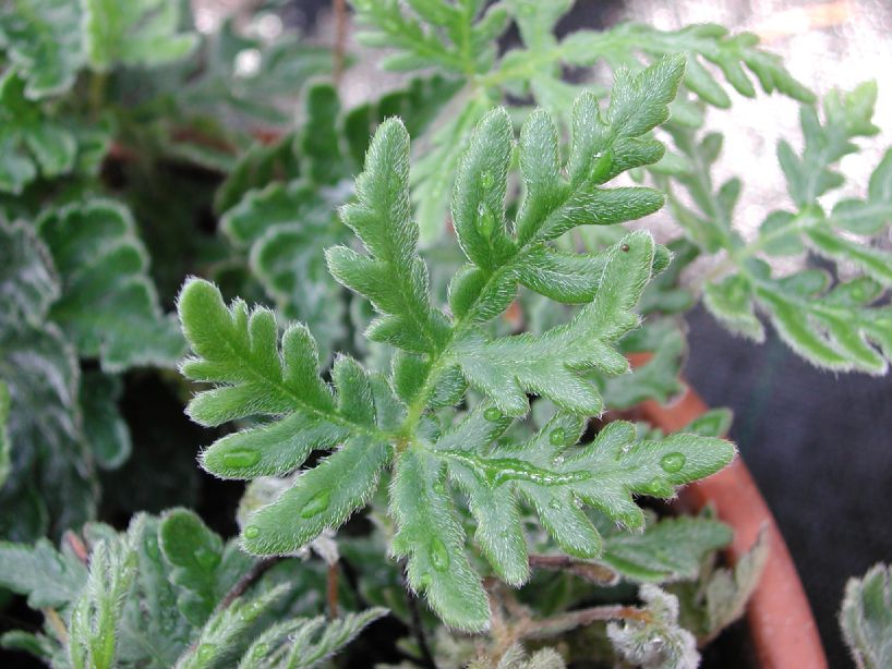 Pteridaceae Bommeria hispida