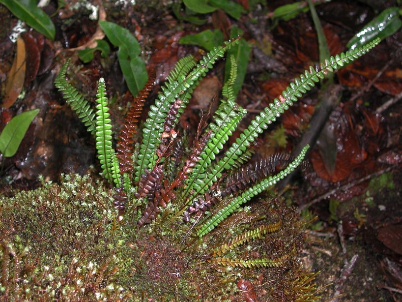 Grammitidaceae Melpomene moniliformis