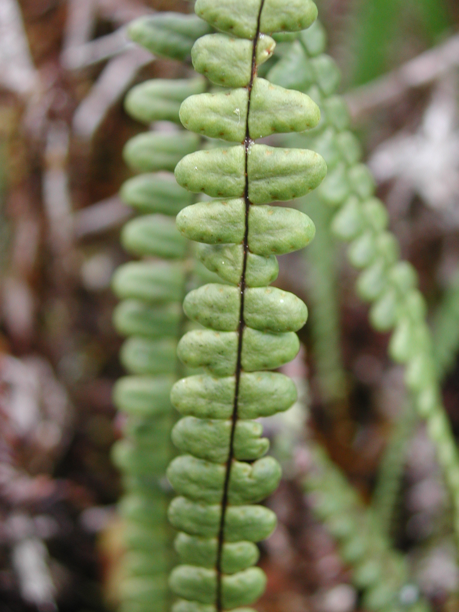 Grammitidaceae Melpomene moniliformis