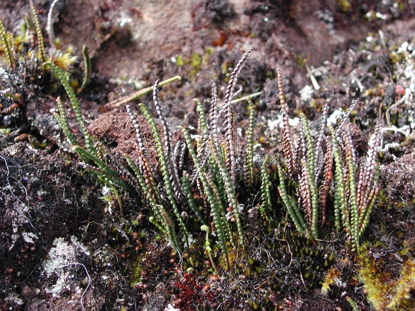 Grammitidaceae Melpomene moniliformis