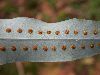 image of Phlebodium pseudoaureum