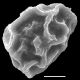 image of Elaphoglossum austromarquesense