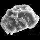 image of Elaphoglossum austromarquesense