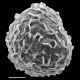 image of Argyrochosma delicatula