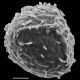 image of Argyrochosma delicatula