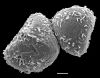 image of Argyrochosma fendleri