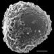image of Argyrochosma fendleri
