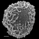 image of Argyrochosma limiteana