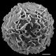 image of Argyrochosma limiteana