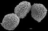 image of Argyrochosma limiteana