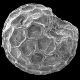 image of Papaver somniferum