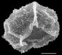 image of Elaphoglossum burchellii